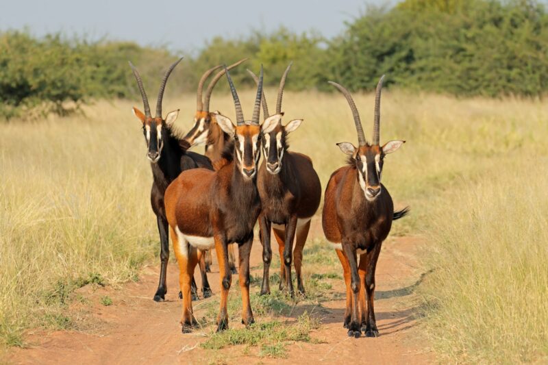 Sable antelopes in natural habitat