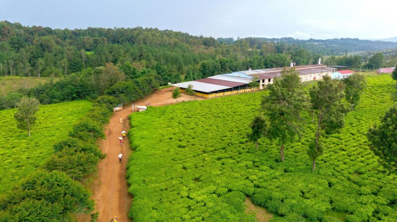 Scenic view of tea plantation and factory in Burundi, Rutana province