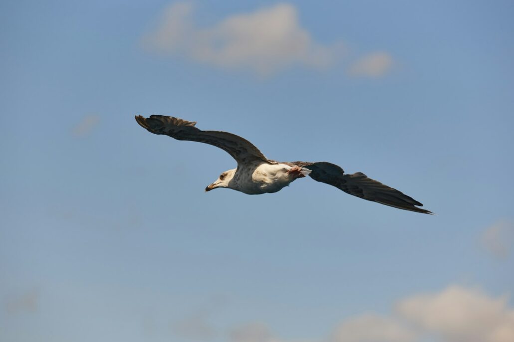 Seagull with spread wings flying over a blue sky. Birdwatching. Ornithology