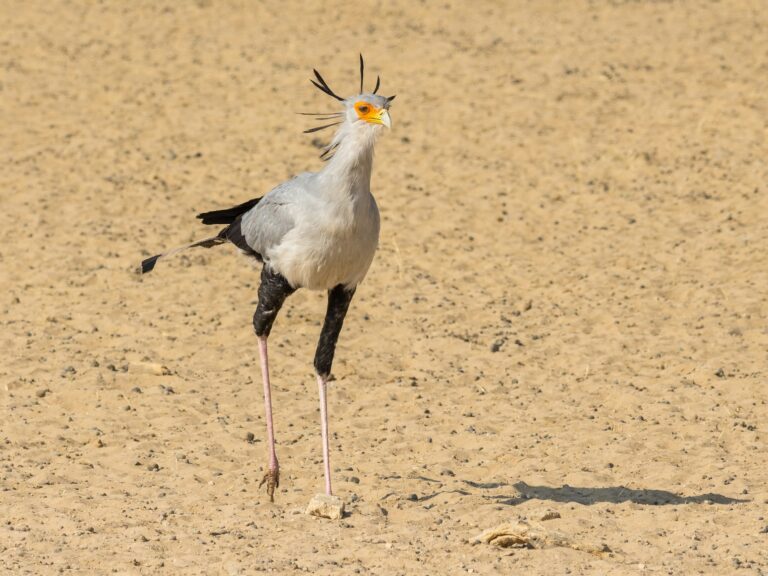 Secretary Bird