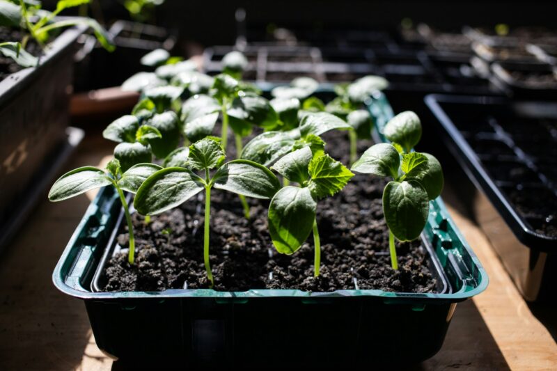 seedlings growing indoors home gardening