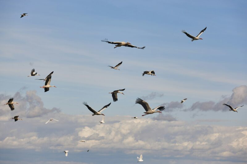 Several storks flying under blue skies. Animal wildlife. Birdwatching