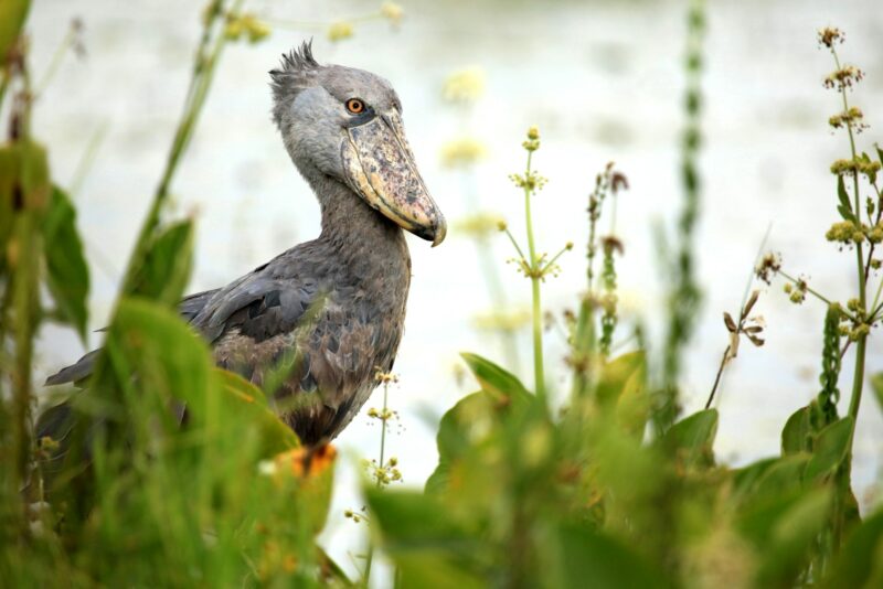 Shoebill in the Wild - Uganda, Africa