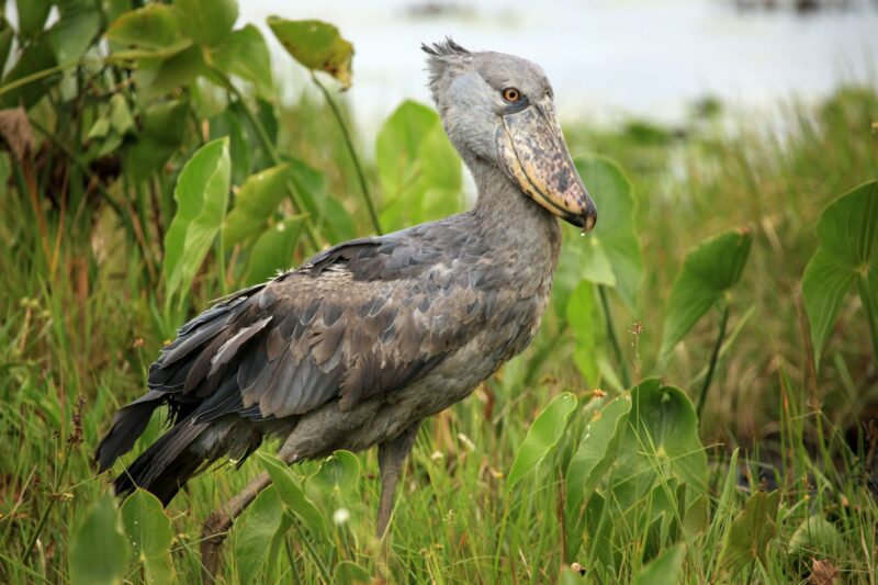 Shoebill in the Wild - Uganda, Africa