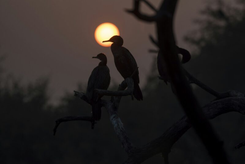 Silhouette of two birds
