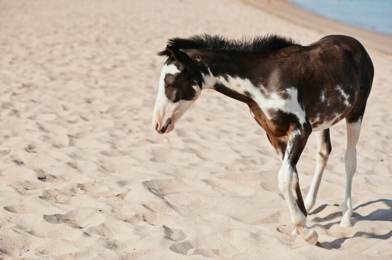 Small horse on the beach walking on sand