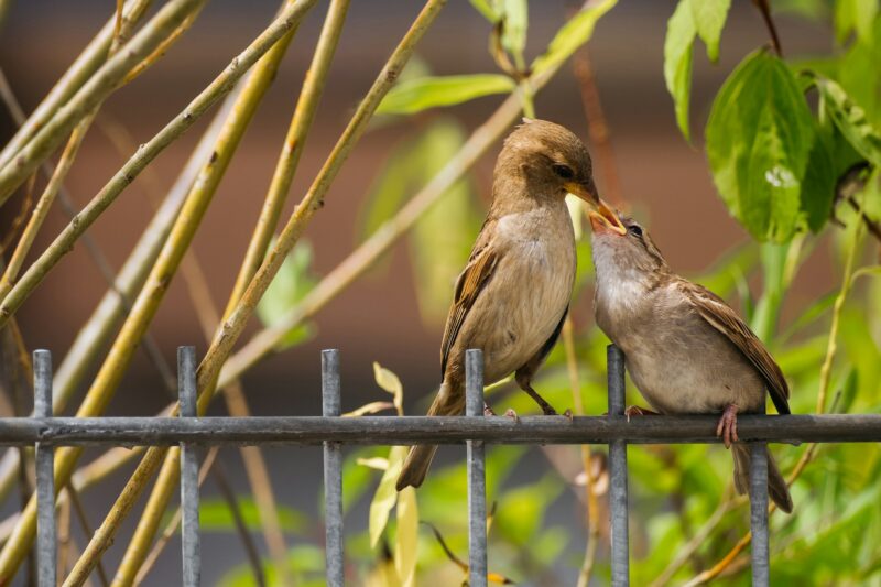 Sparrows Feeding on Fence