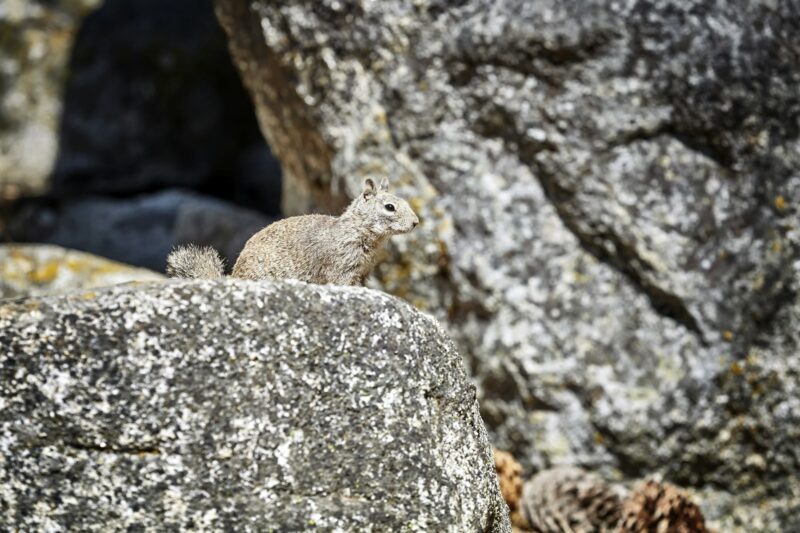 Squirrel in its natural habitat.