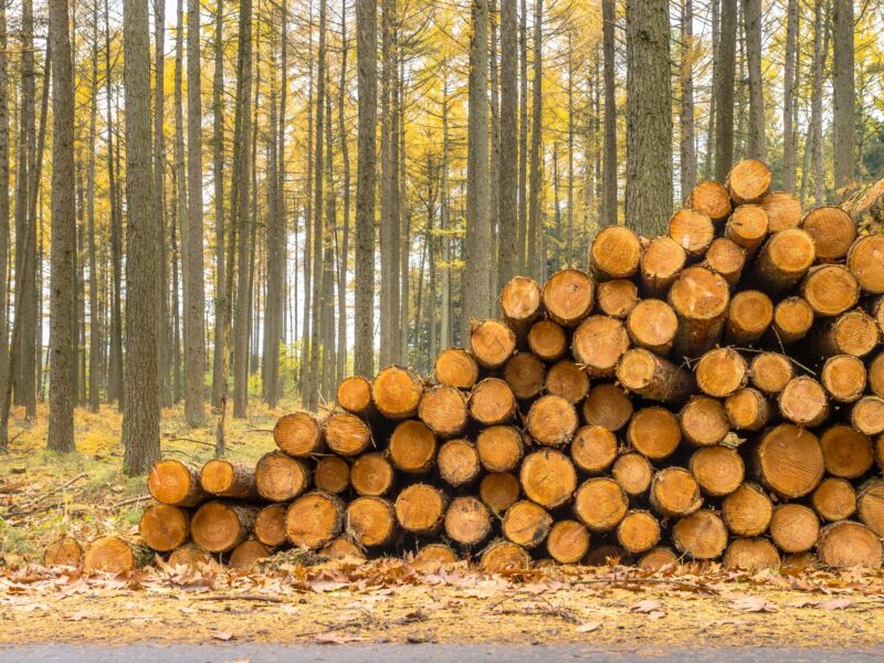 Stack of Timber in a Yellow Colored Larch Forest