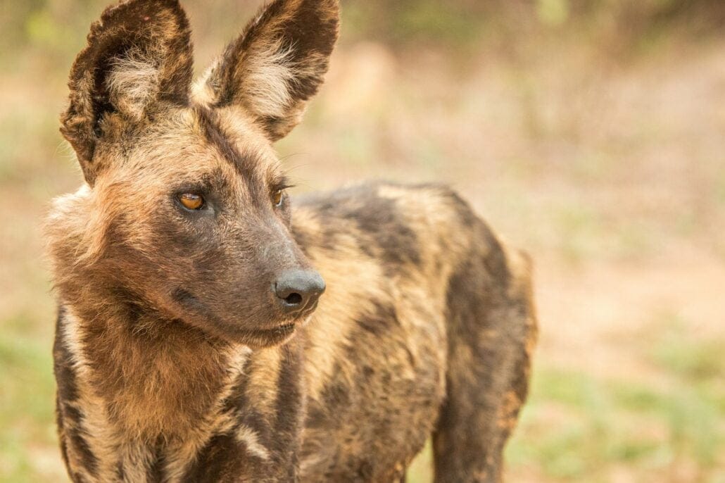 Starring African wild dog.