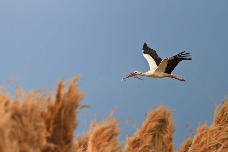 stork