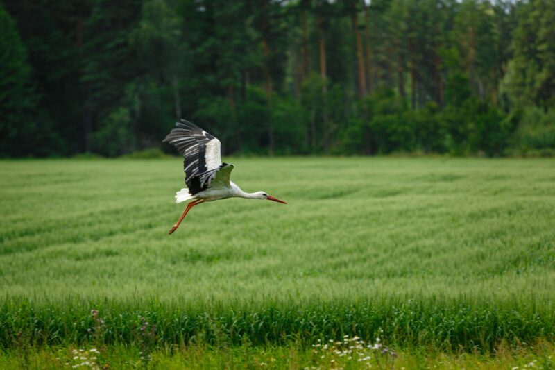 Stork flying on grass field