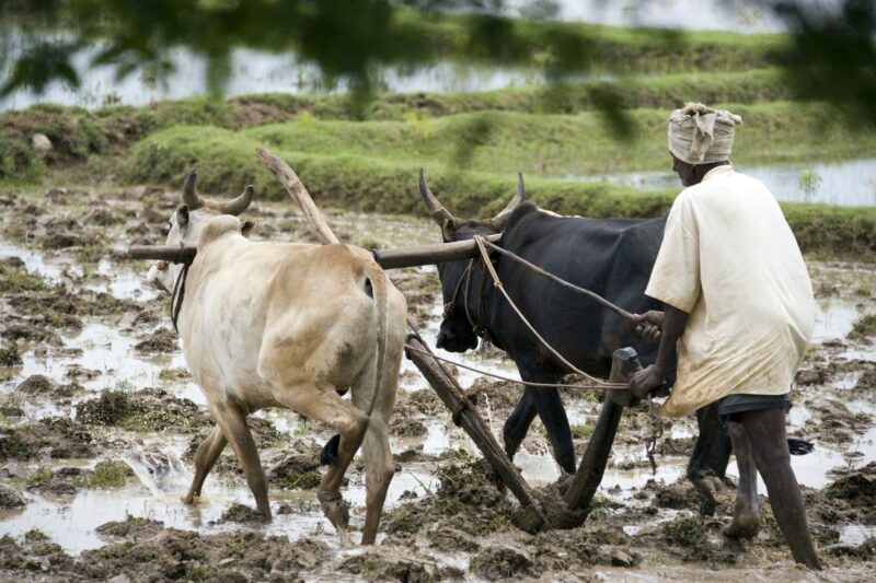 Subsistence farming - India