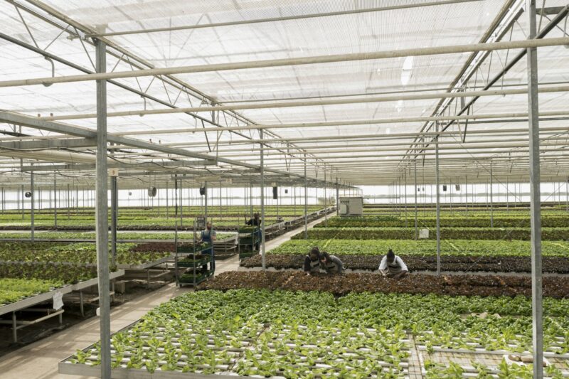 Sustainable responsible agriculture farm