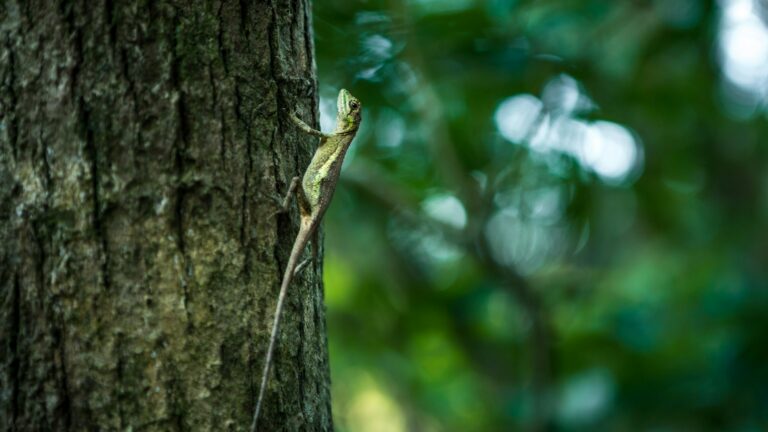 Swinhoe Japalura resting on tree of jungle. Specie of lizard endemic to Taiwan.