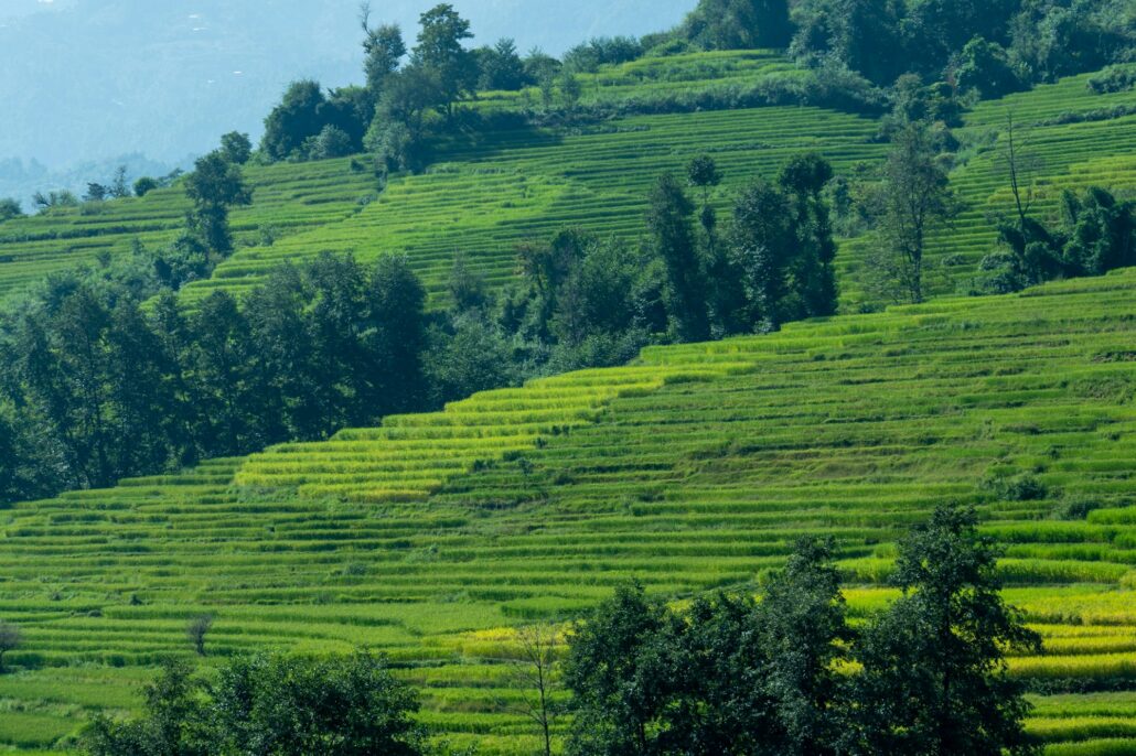 Terrace Farming Nepal