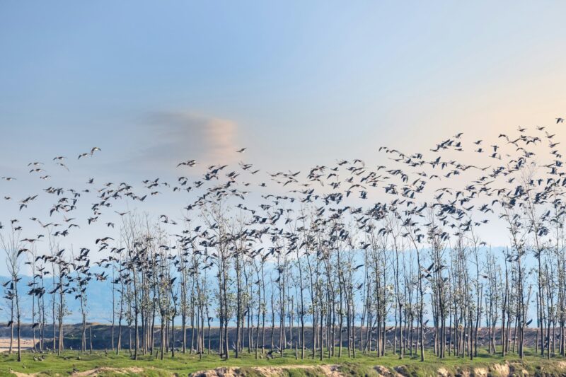 the birds return to the woods at sunset