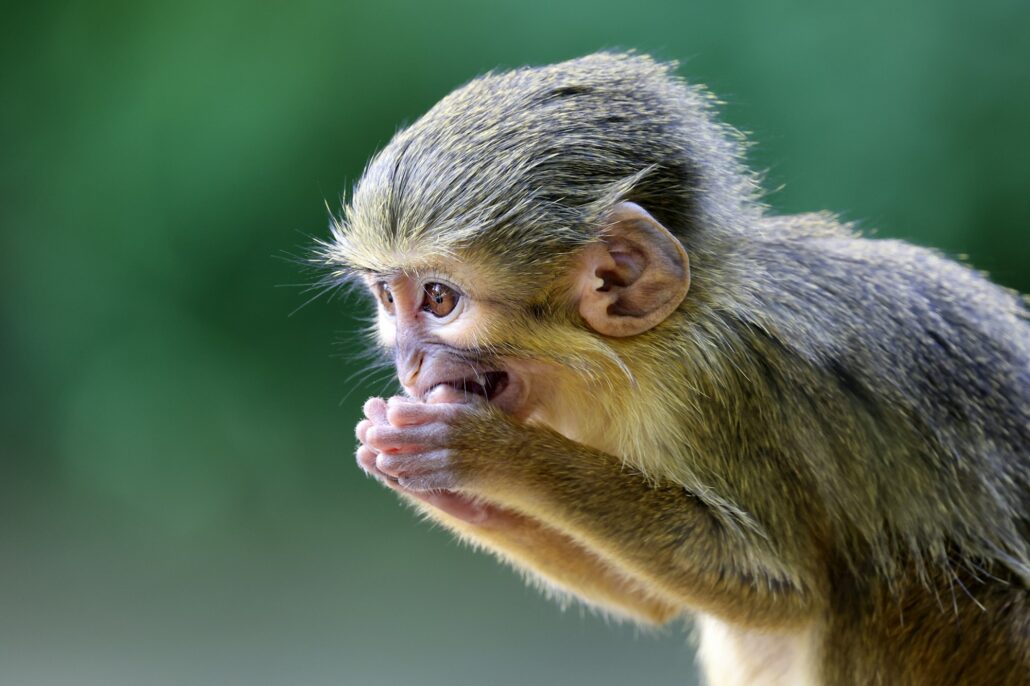 The Gabon talapoin (Miopithecus ogouensis), also known as the northern talapoin
