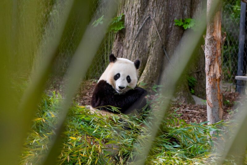 The giant panda in the zoo eats bamboo.