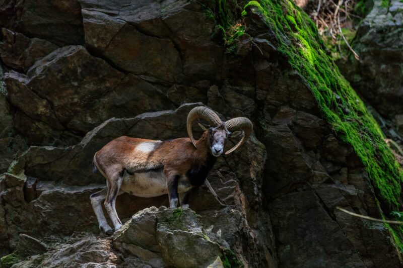 the mouflon (Ovis musimon). Parc de Merlet, France