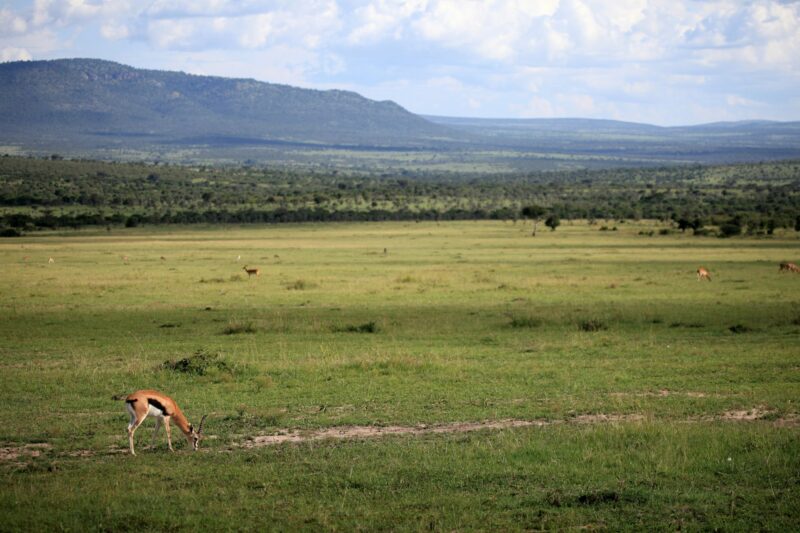 Thompsons Gazelle - Maasai Mara Reserve - Kenya