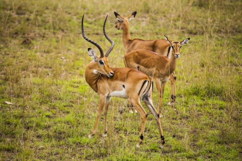 Thomson's gazelle in the Nairobi National Park.