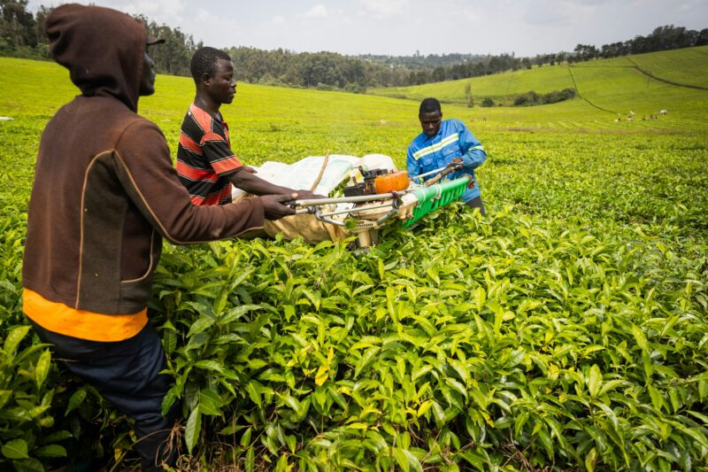 Three African farmers collect tea leaves on a plantation, professed to harvest from the fields