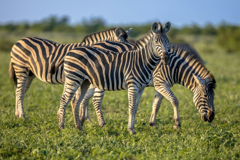 Three Common Zebras foraging on savanna