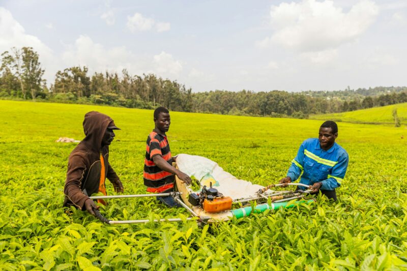 Three farmers working with a machine harvest tea leaves and put them into a sack