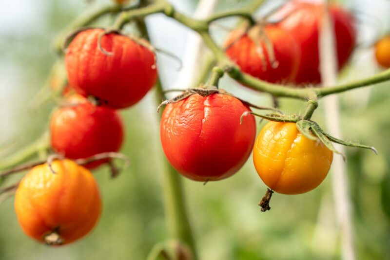 Tomatoes wither due to hot weather. Tomato fruits are affected by a bacterial disease. Tomatoes