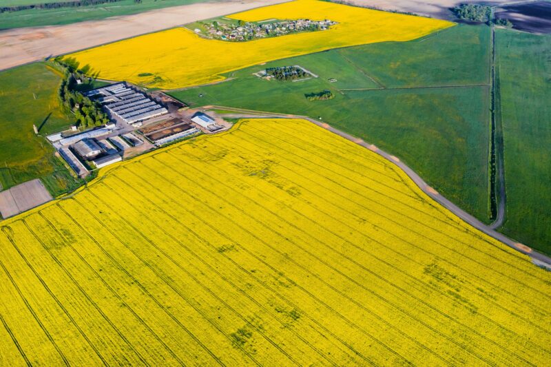 top view of a yellow rapeseed field and a farm in Belarus, an agricultural area.Agricultural sector