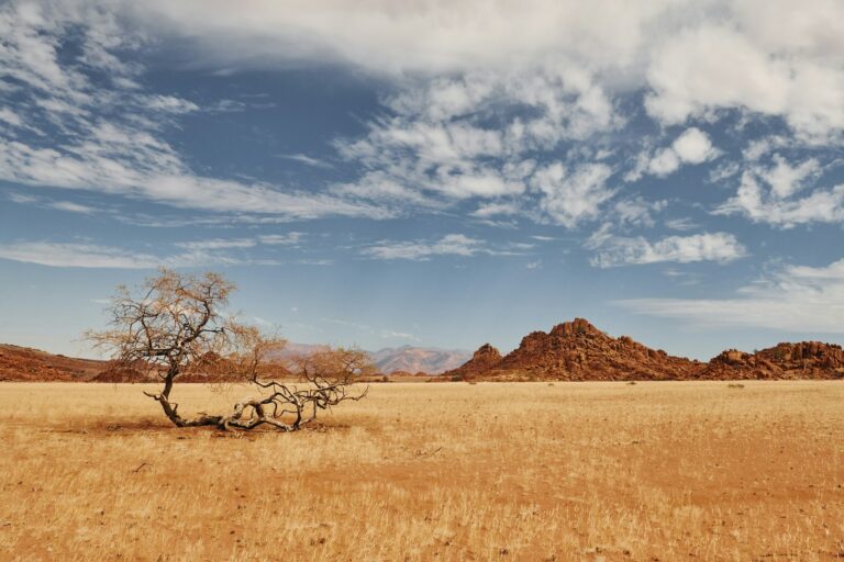 Trees are growing in the extreme climate land. Majestic view of amazing landscapes in African desert