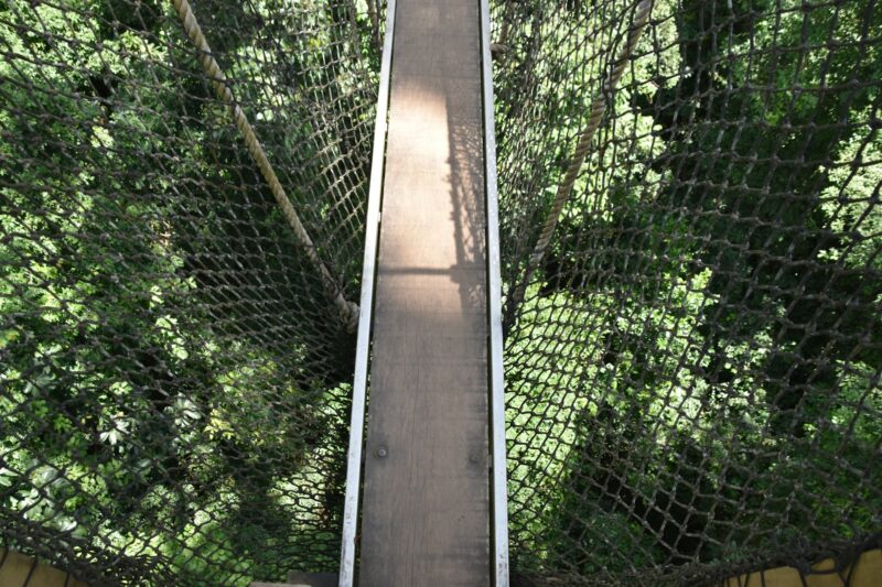 treetop walk way in the rainforest national park somewhere in ghana