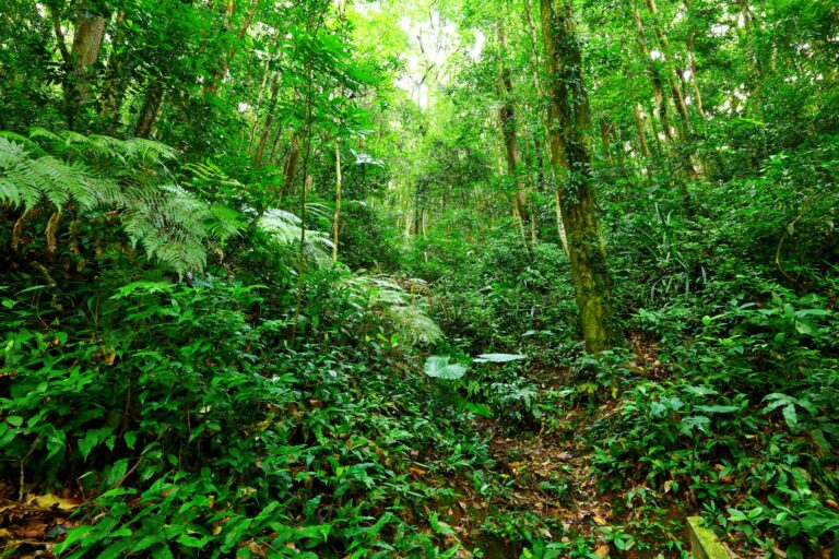 Tropical Rainforest Landscape