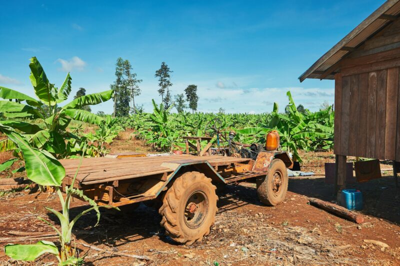 Truck in the banana plantation