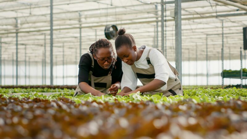 Two african american women looking at lettuce leaves before harvesting doing quality control