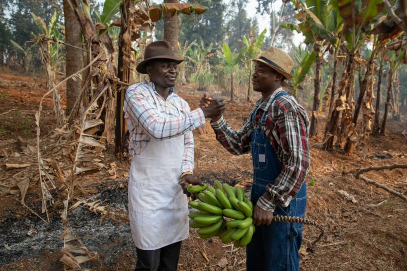 Two African farmers shake hands after they exchanged a bunch of plantain bananas in the plantatio