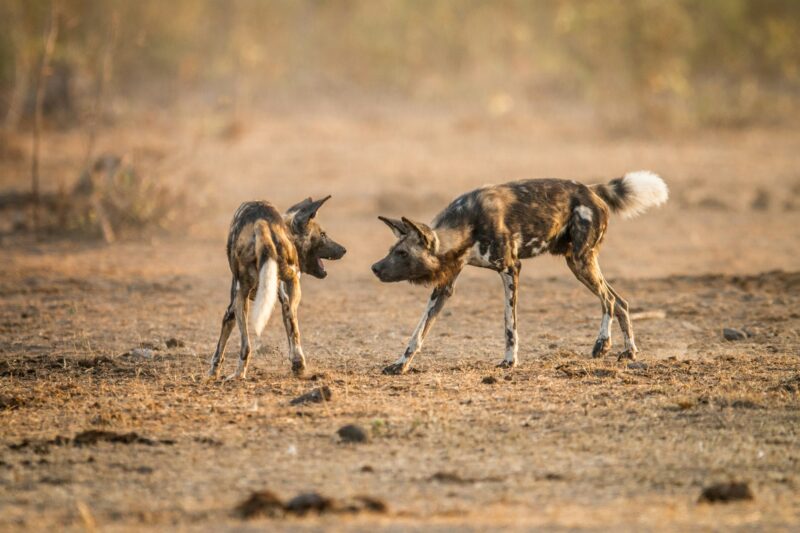 Two African wild dogs playing together in the Kruger National Park, South Africa.