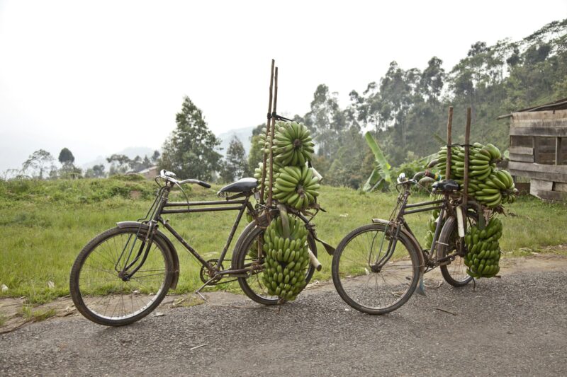 Two bicycles on roadside stacked with bunches of bananas, Masango, Cibitoke, Burundi, Africa