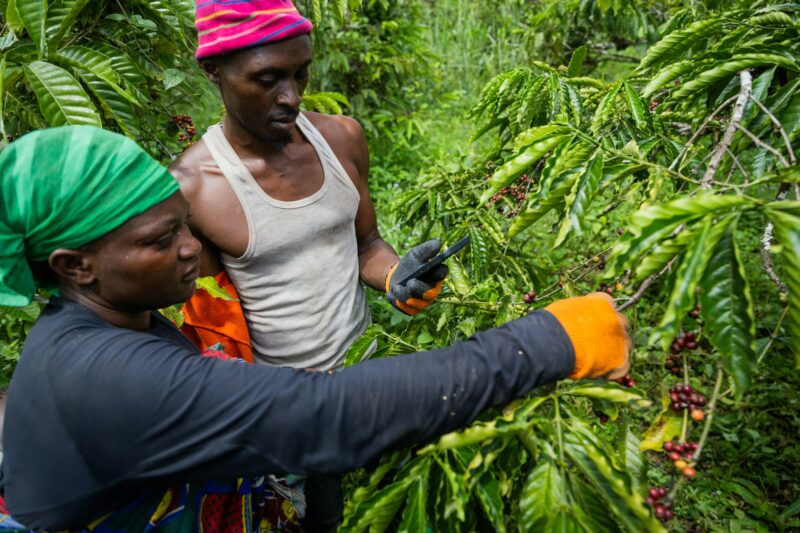 Two farmers check coffee berries on their plantation in Africa, coffee production process