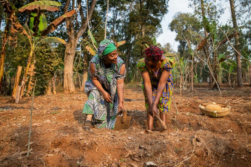 Two female peasants hoe the fields happily in Africa, women and agriculture.