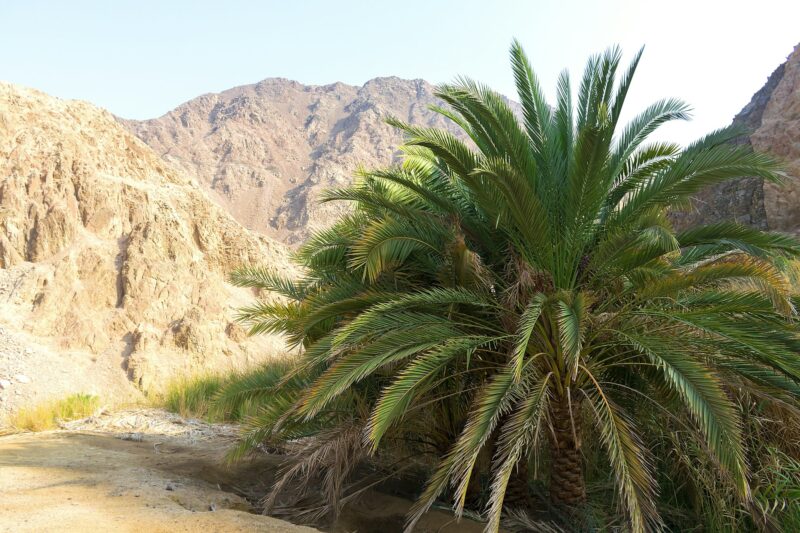 View of mountain oasis Chebika, Sahara desert, Tunisia, Africa