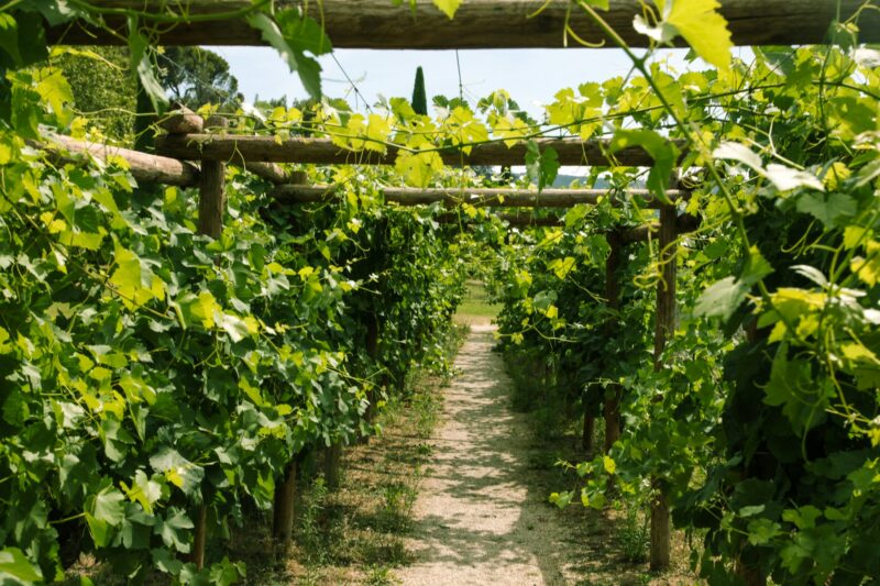 Vineyard in France, Provence. Horizontal shot.