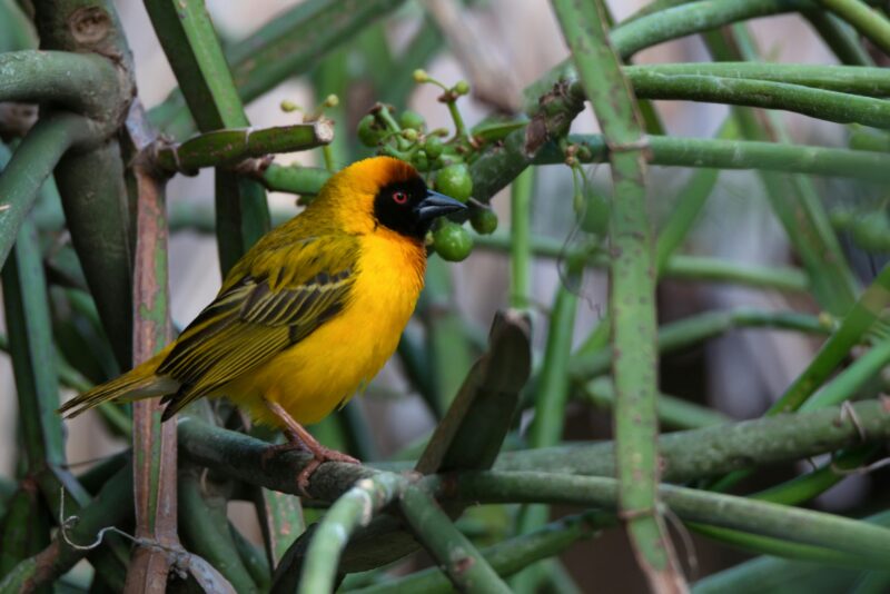 Vitelline masked weaver or Ploceus vitellinus perches on a branch