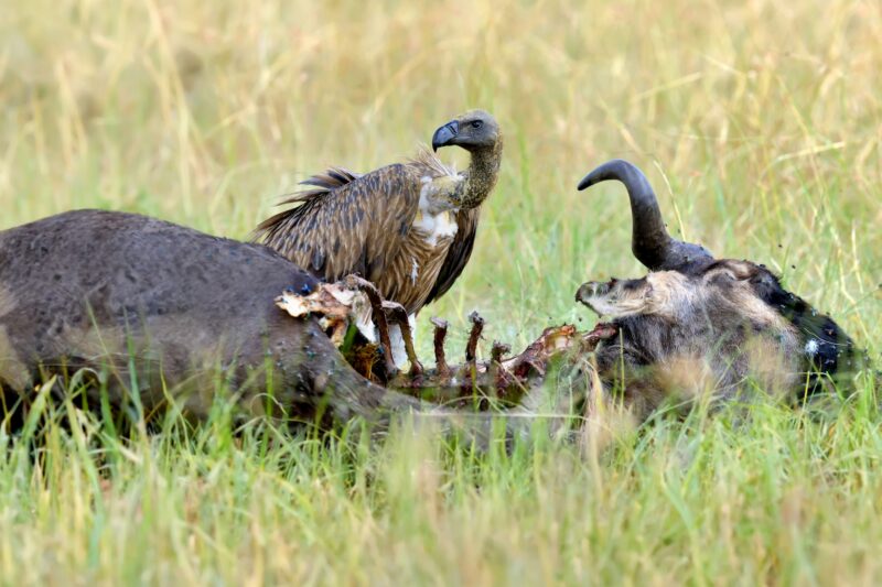 Vulture feeding on a kill wildebeest. Masai Mara National Park, Kenya