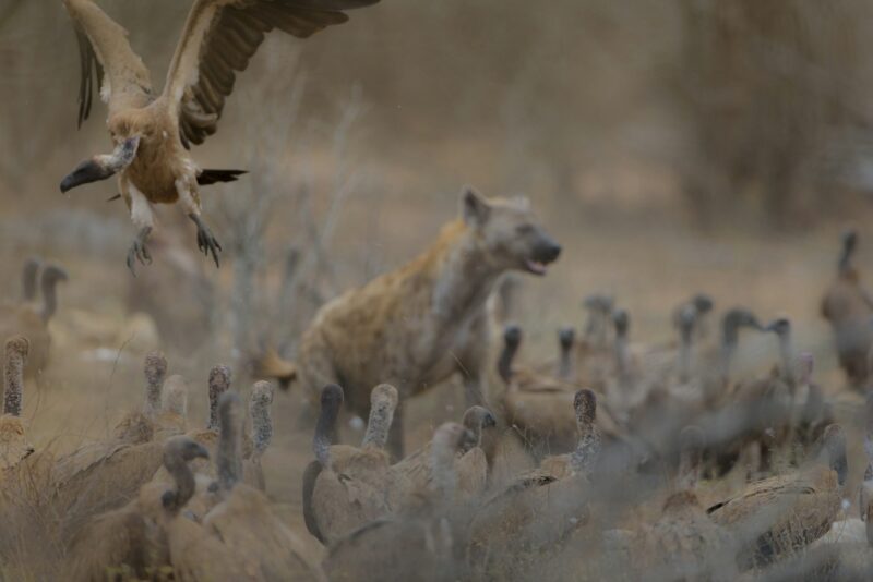 Vulture flying with a blurred hyena in the background