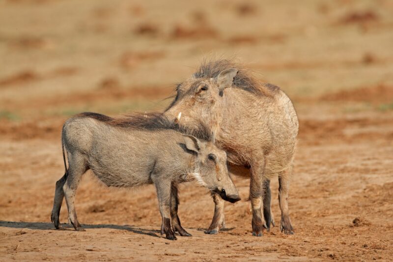 Warthogs in natural habitat