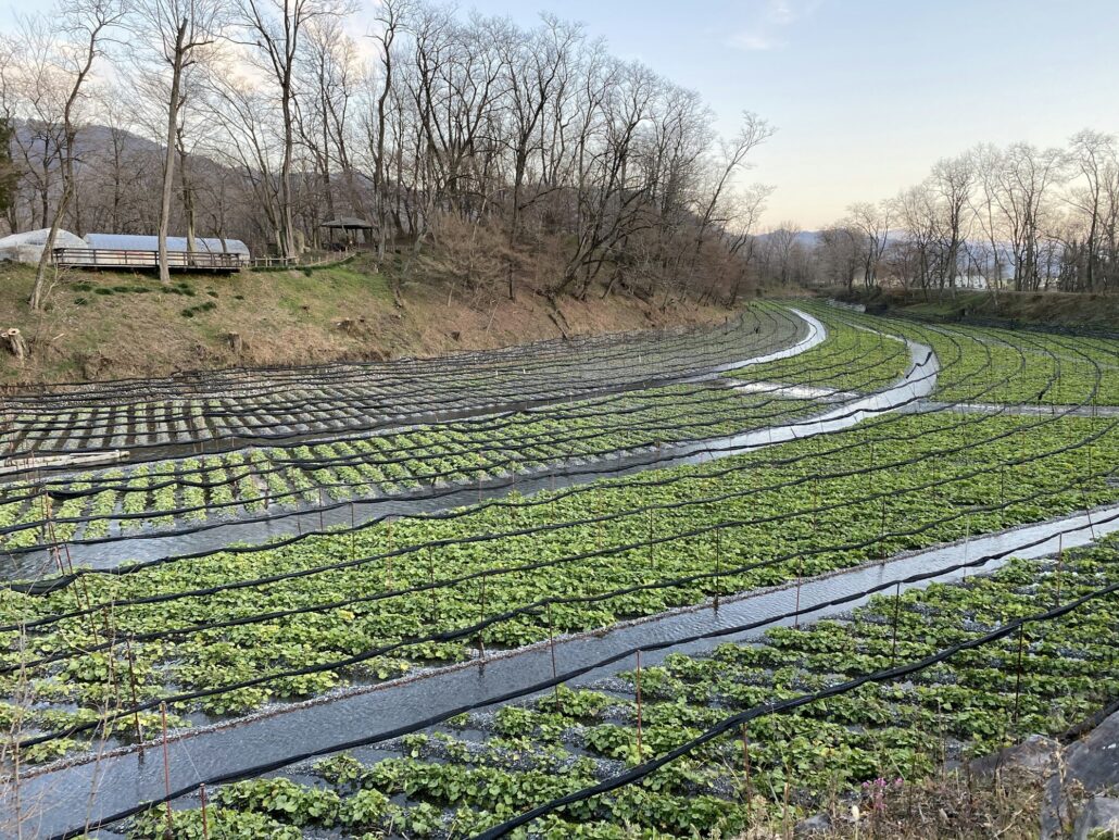 Wasabi farm in Japan