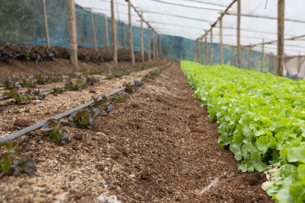 watering system for organic vegetable in greenhouse,Soil health and sustainability