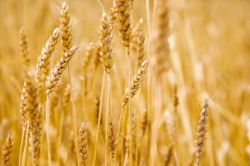 Wheat ears closeup on yellow wheat field, harvesting of wheat